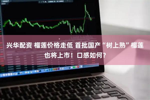 兴华配资 榴莲价格走低 首批国产“树上熟”榴莲也将上市！口感如何？